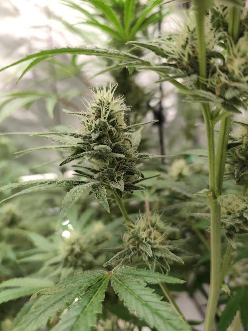 Dognabis#024P. Week 12