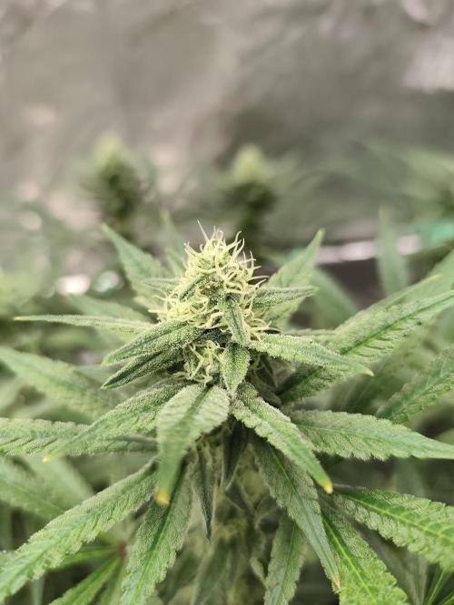 Dognabis#024P. Week 12