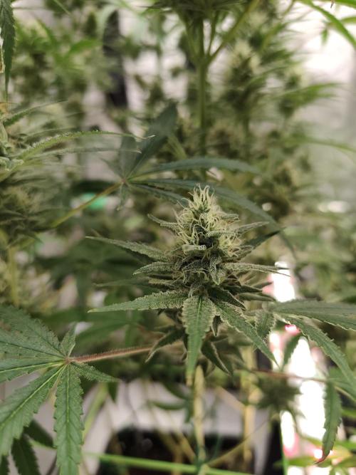 Dognabis#024P. Week 12