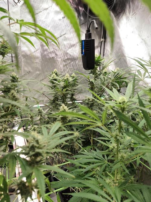 Dognabis#024P. Week 12