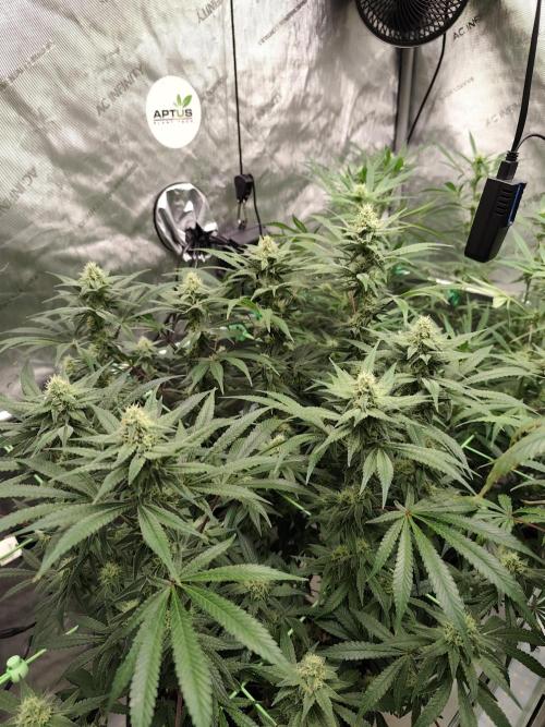 Dognabis#024P. Week 13