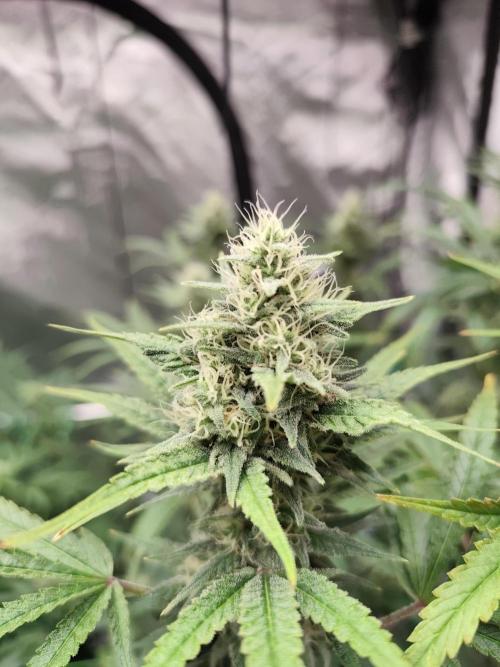 Dognabis#024P. Week 13