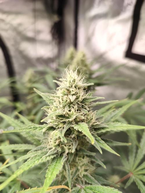 Dognabis#024P. Week 13