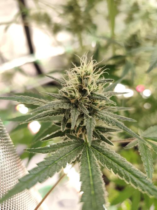 Dognabis#024P. Week 13