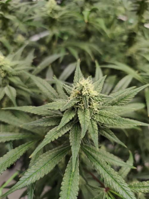 Dognabis#024P. Week 13