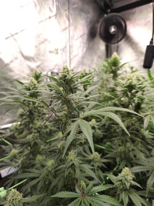 Dognabis#024P. Week 13