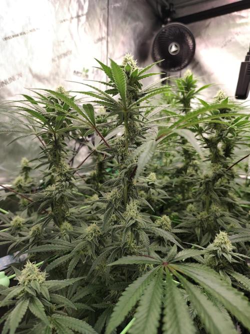 Dognabis#024P. Week 13