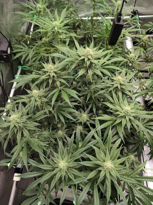 Dognabis#024P. Week 13