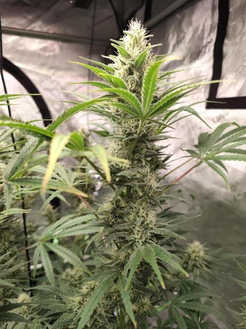 Dognabis#024P. Week 13