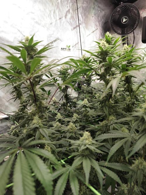 Dognabis#024P. Week 13