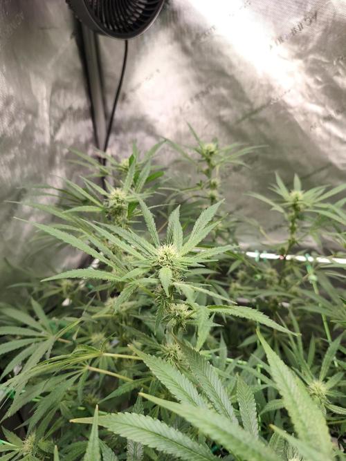 Dognabis#024P. Week 13