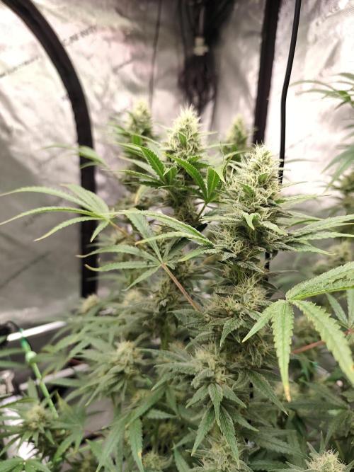 Dognabis#024P. Week 13