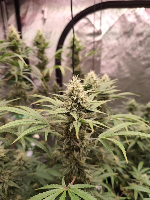 Dognabis#024P. Week 13