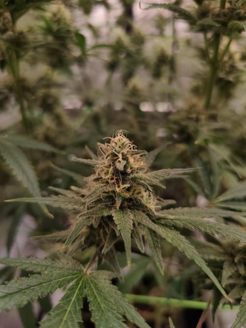 Dognabis#024P. Week 13