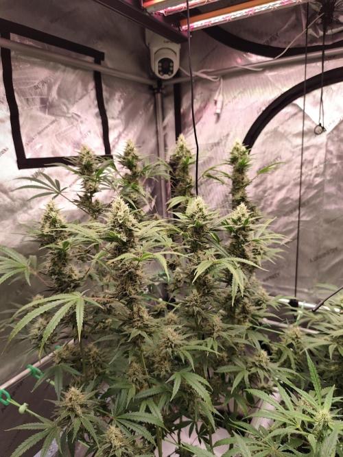 Dognabis#024P. Week 13