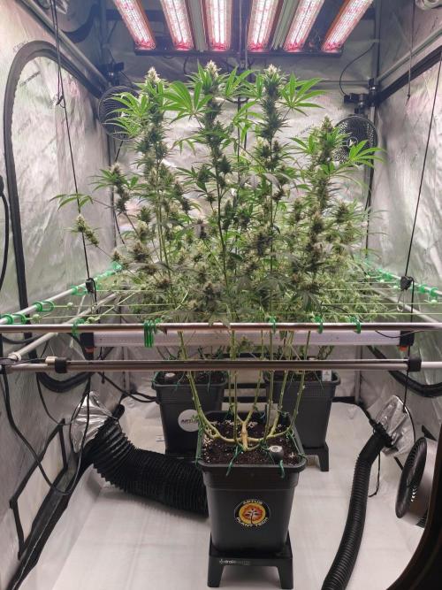 Dognabis#024P. Week 13