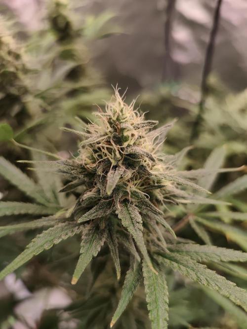 Dognabis#024P. Week 13