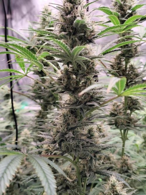 Dognabis#024P. Week 13