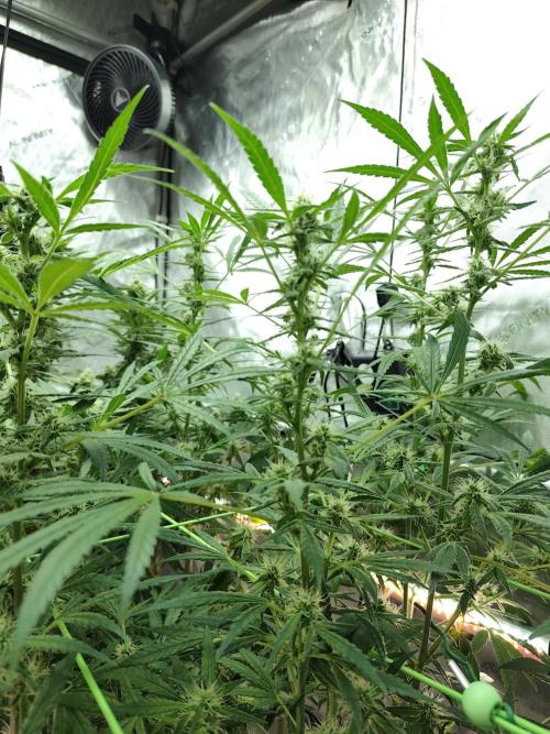 Dognabis#024P. Week 13