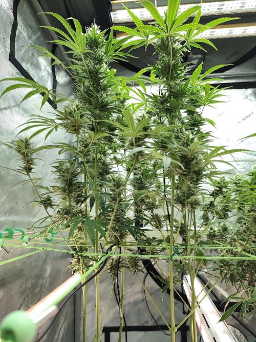 Dognabis#024P. Week 13