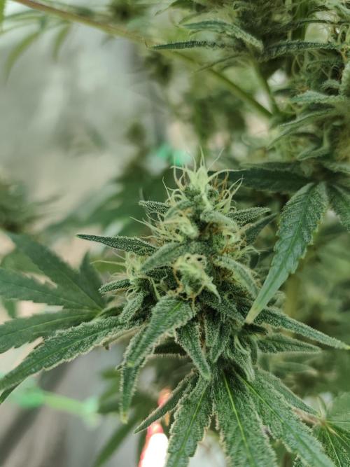 Dognabis#024P. Week 13