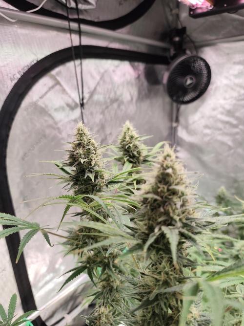 Dognabis#024P. Week 13