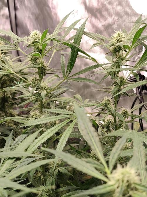 Dognabis#024P. Week 13