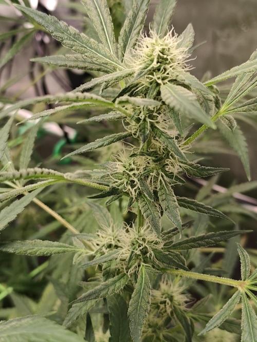 Dognabis#024P. Week 13