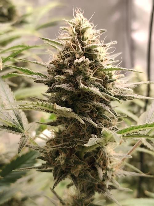 Dognabis#024P. Week 13