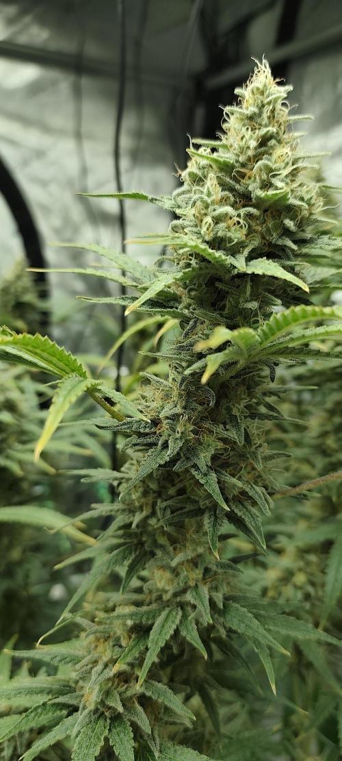 Dognabis#024P. Week 14