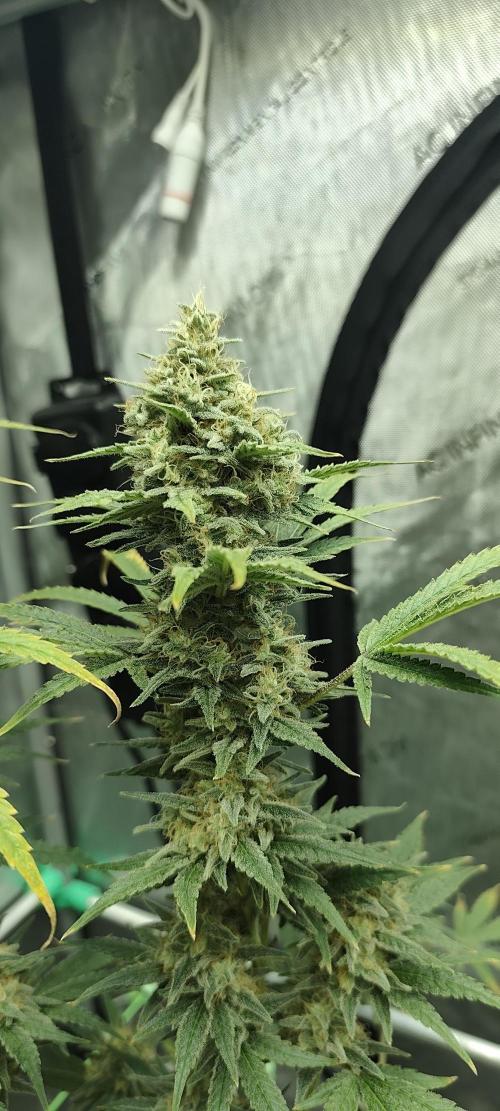 Dognabis#024P. Week 14