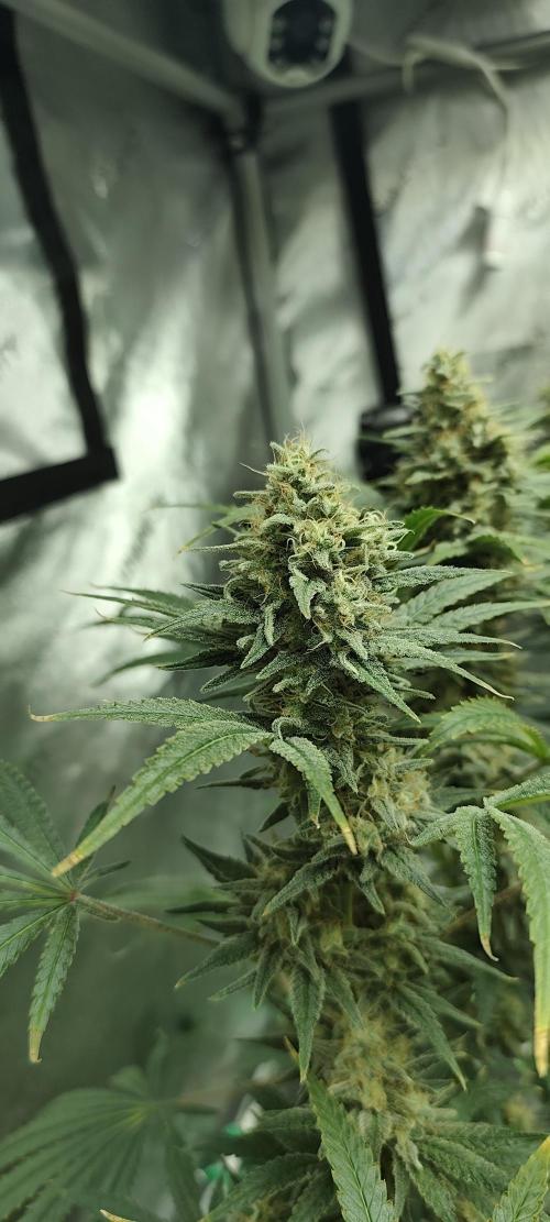 Dognabis#024P. Week 14