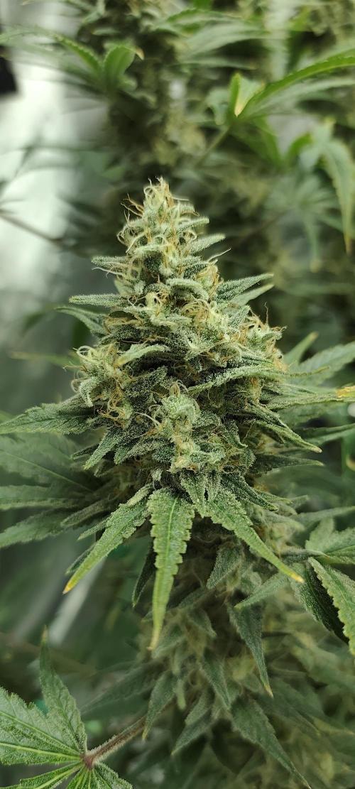 Dognabis#024P. Week 14