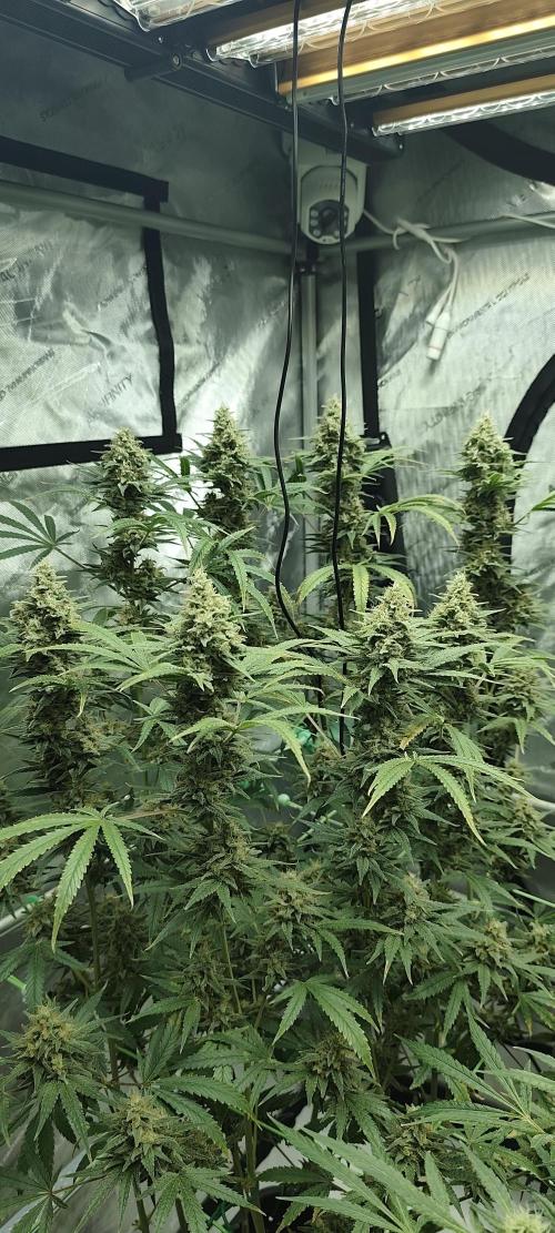 Dognabis#024P. Week 14