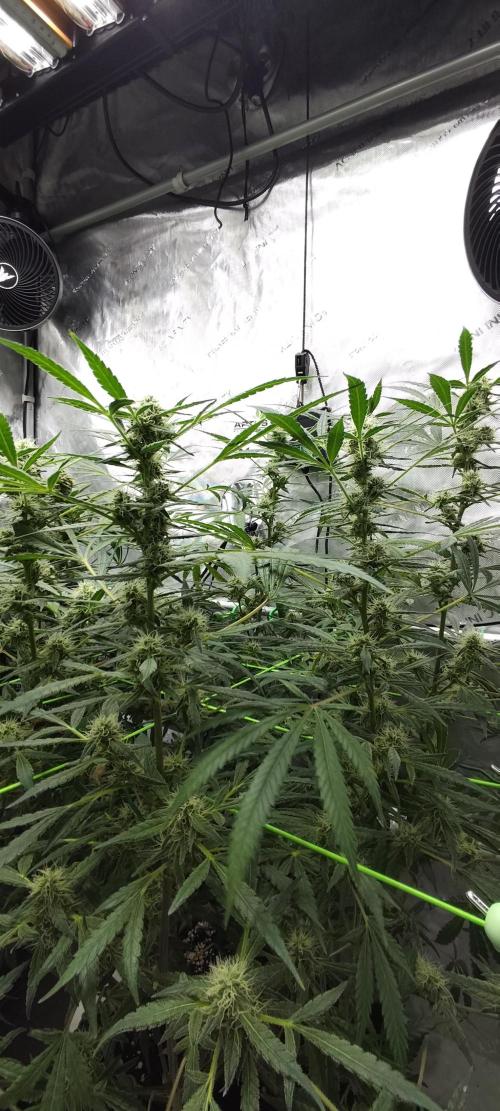 Dognabis#024P. Week 14