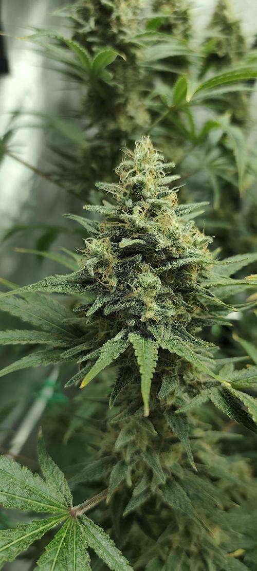 Dognabis#024P. Week 14