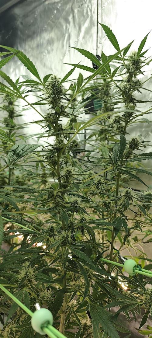 Dognabis#024P. Week 14