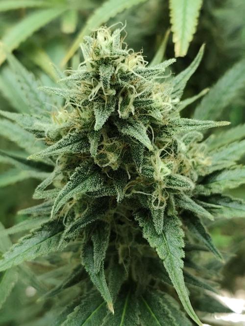 Dognabis#024P. Week 14