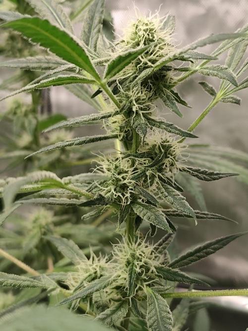 Dognabis#024P. Week 14