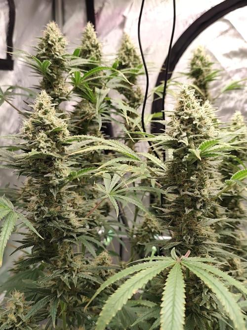 Dognabis#024P. Week 14