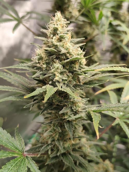 Dognabis#024P. Week 14