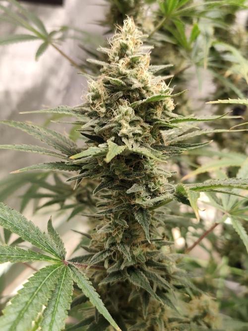 Dognabis#024P. Week 14