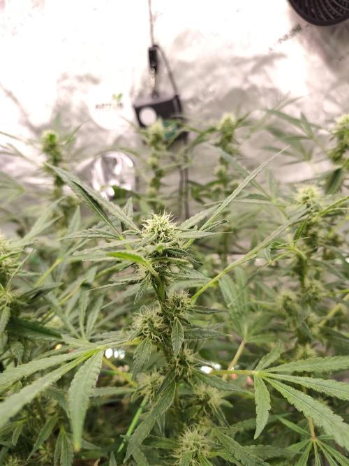 Dognabis#024P. Week 14