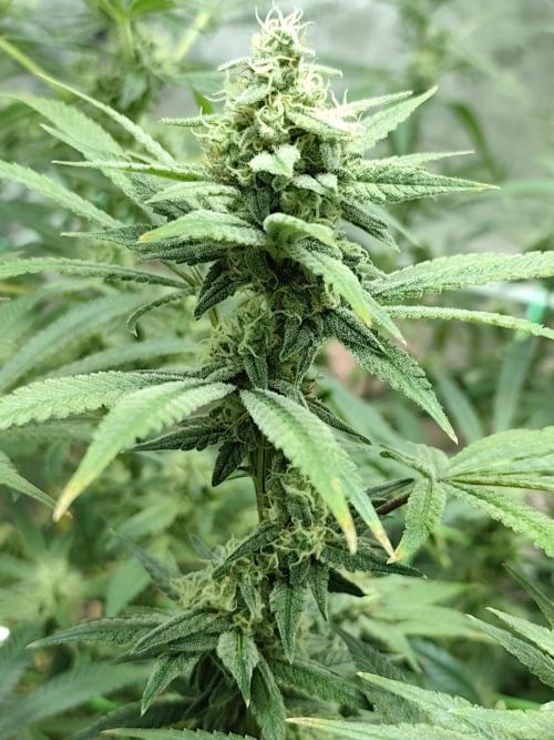 Dognabis#024P. Week 14