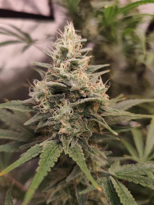 Dognabis#024P. Week 14