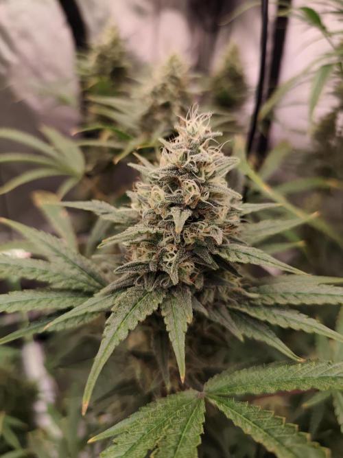 Dognabis#024P. Week 14