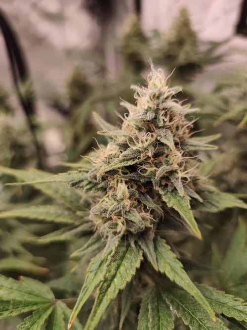 Dognabis#024P. Week 14