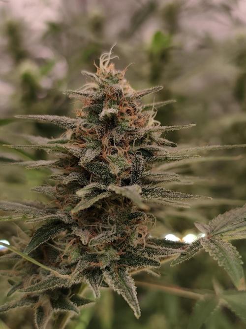 Dognabis#024P. Week 14