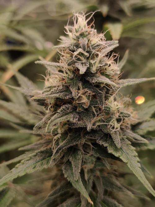 Dognabis#024P. Week 14