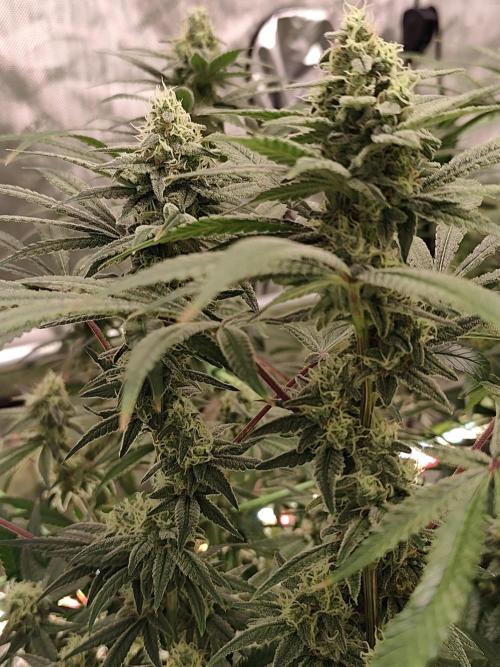 Dognabis#024P. Week 14